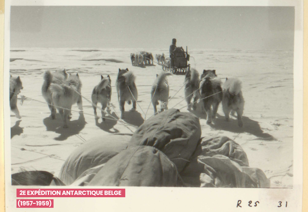 Traineaux tirés par des chiens en Antarctique