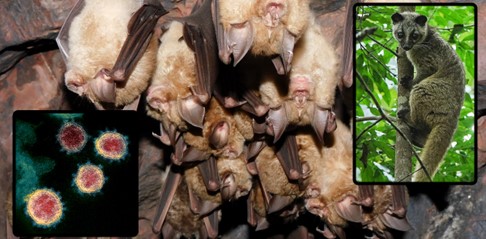 chauves-souris fer à cheval 